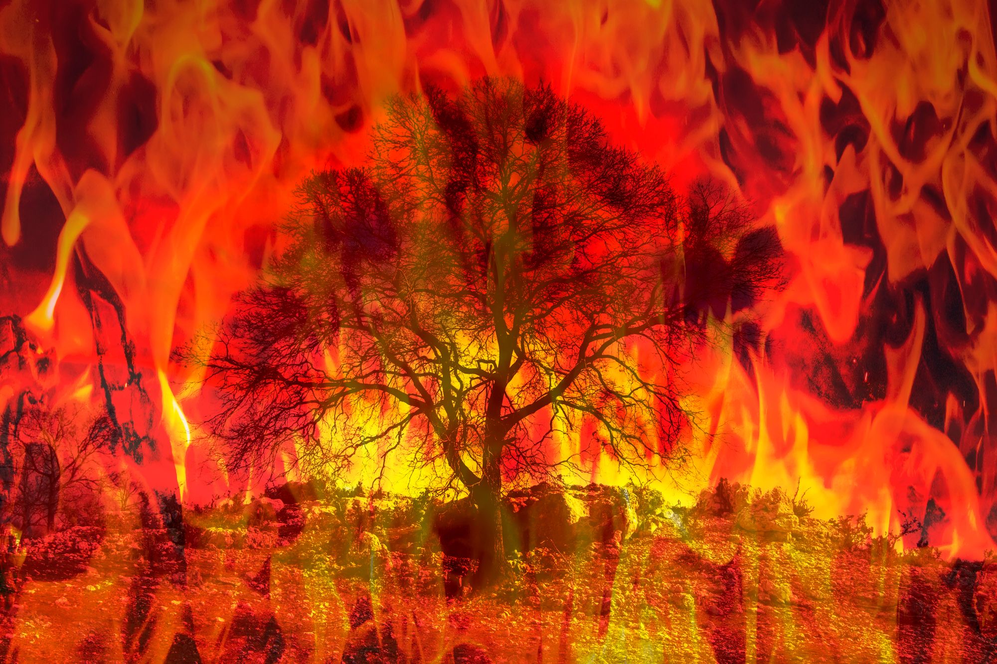 Forest Fire Scene All Trees Burning In Flames In Bushfire 3d Rendering  Stock Photo - Download Image Now - iStock